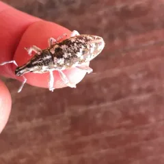 Knapweed Root Weevil thumbnail 4