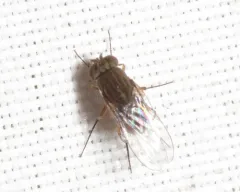 Brachydeutera argentata thumbnail 4