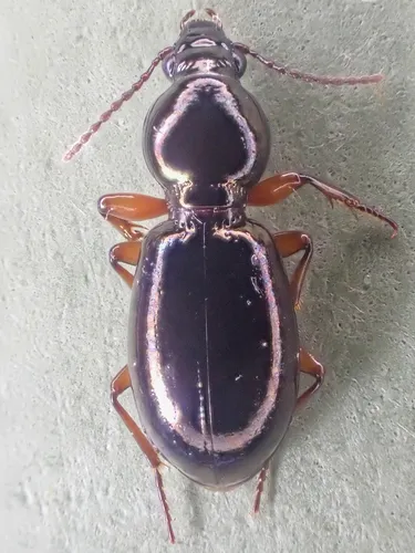 Miscodera arctica