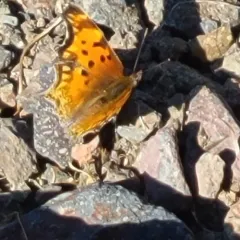 Hoary Comma thumbnail 2