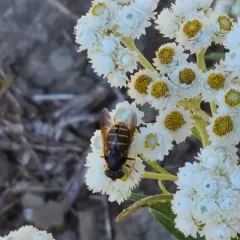 Western Pond Fly thumbnail 2