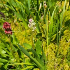 western false asphodel thumbnail 2