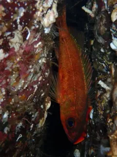 Puget Sound Rockfish thumbnail 2