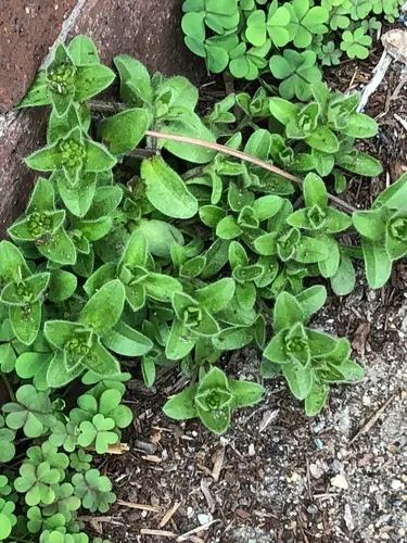 Dwarf Mouse-ear