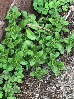 Dwarf Mouse-ear thumbnail 1