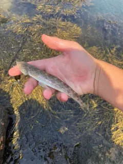 Inshore Lizardfish thumbnail 2