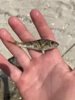 Northern Kingfish thumbnail 2