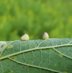 Hackberry Globular Leaf Gall Midge thumbnail 2