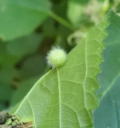 Dasineura pilosa thumbnail 3