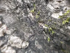 Lempholemma syreniarum thumbnail 3