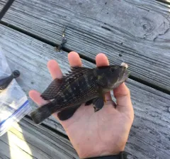 Black Sea Bass thumbnail 2