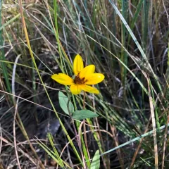 Stiff Sunflower thumbnail 2