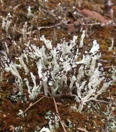 Split-peg Lichen thumbnail 2