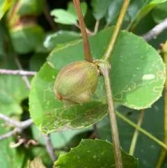 Ampelomyia vitispomum thumbnail 4