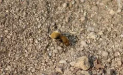 Sphaeropthalma edwardsii thumbnail 3