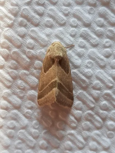 Schinia oleagina