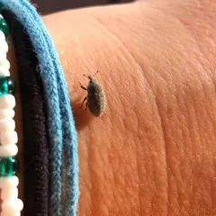 Blunt Knapweed Flower Weevil thumbnail 3