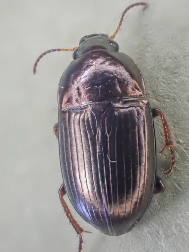 Amara convexa