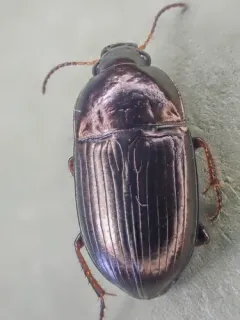 Amara convexa thumbnail 1