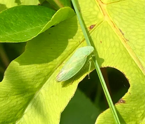 Gypona melanota