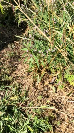 Chinese motherwort thumbnail 2