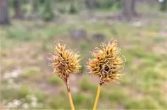 furrowed broomsedge thumbnail 2