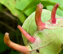 Craneiobia tuba thumbnail 3