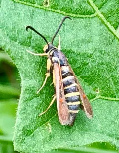 Riley's Clearwing Moth thumbnail 4