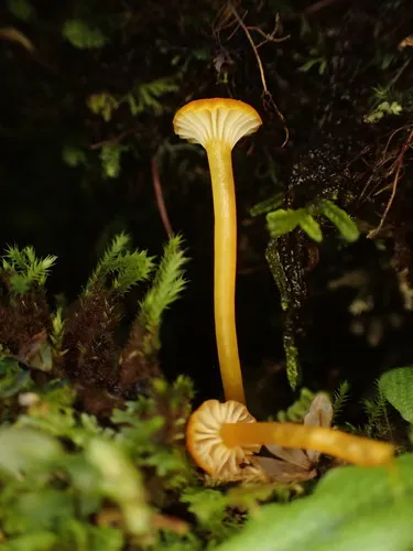 Hygrocybe subminiata