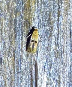 Crowned Bucculatrix Moth thumbnail 2
