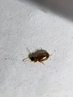 Perigona nigriceps thumbnail 2