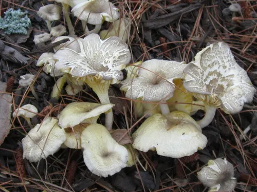 golden-gilled gerronema