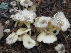 golden-gilled gerronema thumbnail 1