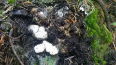 Rhizopogon alexsmithii thumbnail 4