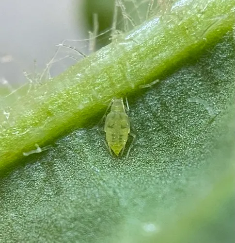Thistle Aphid