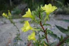northern evening-primrose thumbnail 3