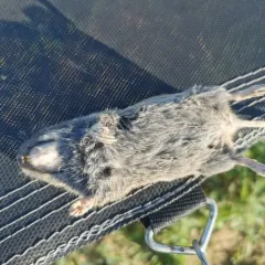 Northern Pocket Gopher thumbnail 2
