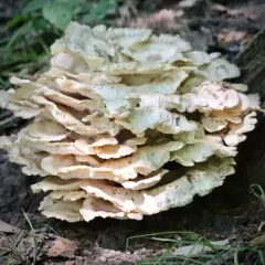 Black-staining Polypore thumbnail 2