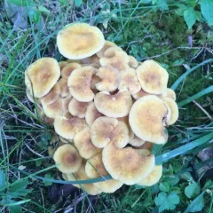 Ringless Honey Mushroom thumbnail 3