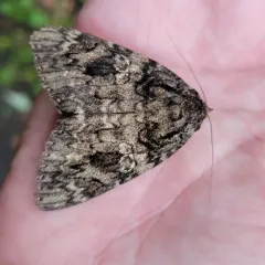 Ilia Underwing thumbnail 2