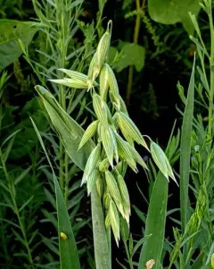 Common Oat thumbnail 2