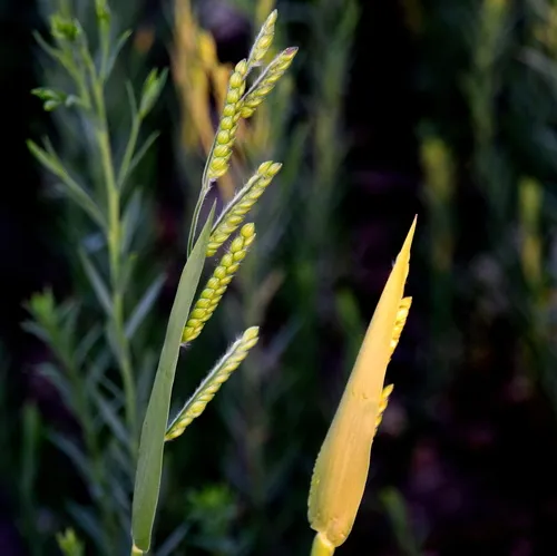 Hairy Cupgrass
