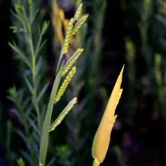 Hairy Cupgrass thumbnail 1