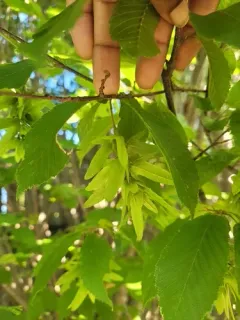 European Hornbeam thumbnail 3
