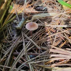 Lilac Bonnet thumbnail 4