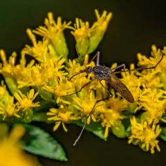White-footed Woods Mosquito thumbnail 4