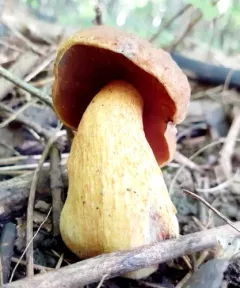 Lurid Bolete thumbnail 4