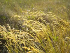 Inland Bluegrass thumbnail 4