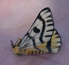Nuttall's Sheep Moth thumbnail 3