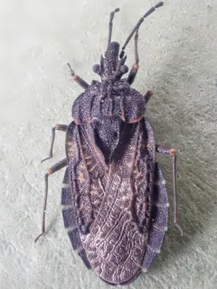 Aradus funestus thumbnail 1
